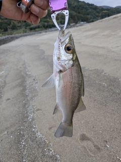 セイゴ（ヒラスズキ）の釣果