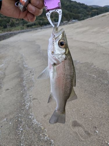 セイゴ（ヒラスズキ）の釣果