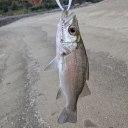 セイゴ（ヒラスズキ）