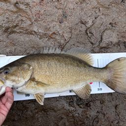 スモールマウスバス