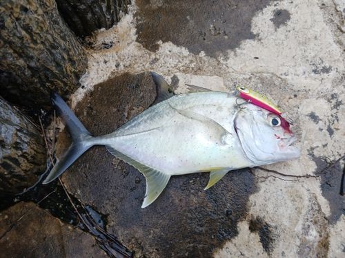 ギンガメアジの釣果