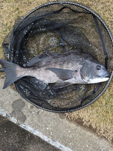豊洲ぐるり公園