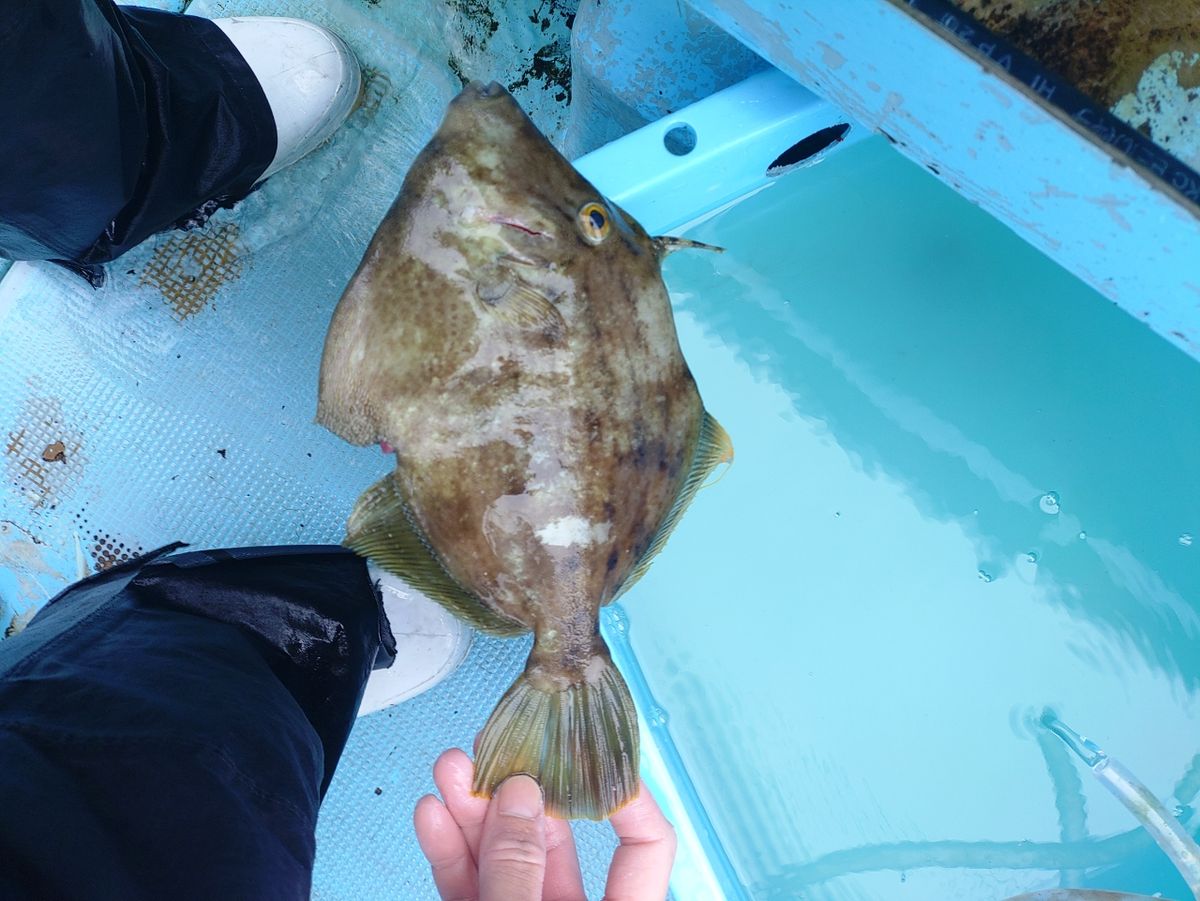 Devilrayさんの釣果 1枚目の画像