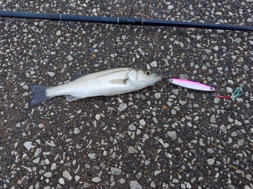 セイゴ（タイリクスズキ）の釣果