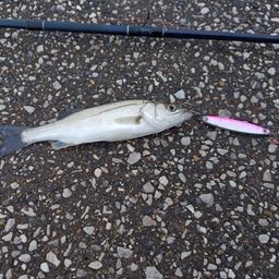 セイゴ（タイリクスズキ）