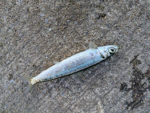 ウルメイワシの釣果