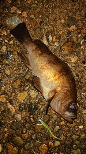 メバルの釣果