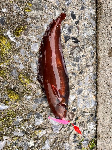 志海苔漁港（銭亀）