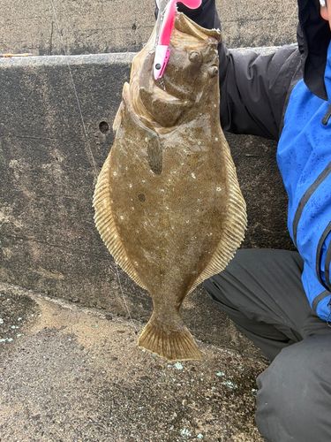 ヒラメの釣果