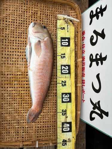 シロアマダイの釣果