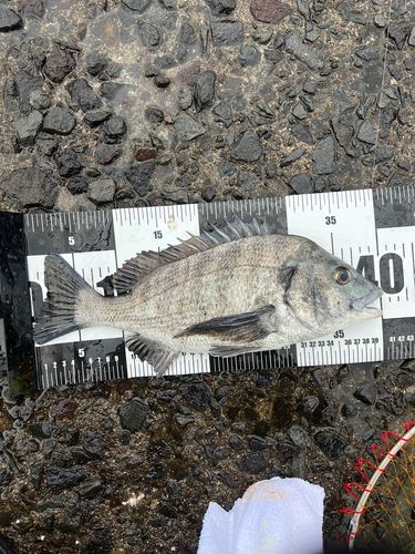 クロダイの釣果