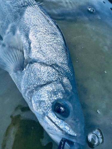 ヒラスズキの釣果
