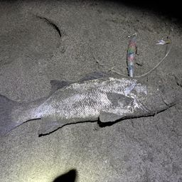 セイゴ（ヒラスズキ）