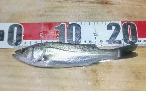 セイゴ（マルスズキ）の釣果