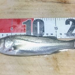 セイゴ（マルスズキ）