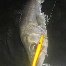 フッコ（マルスズキ）