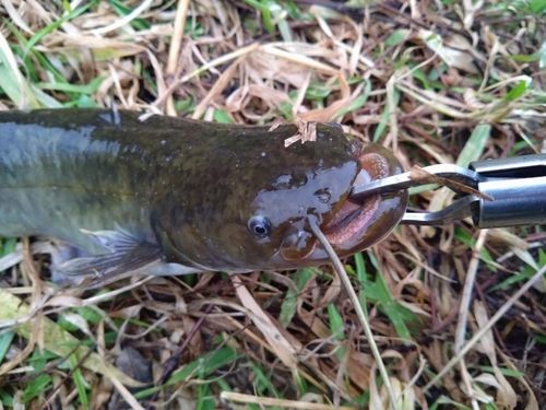 ニホンナマズの釣果