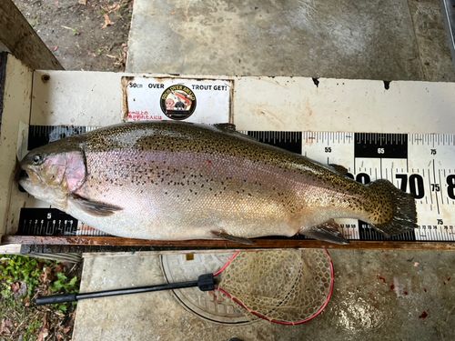 ニジマスの釣果