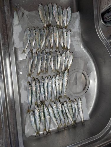 イワシの釣果