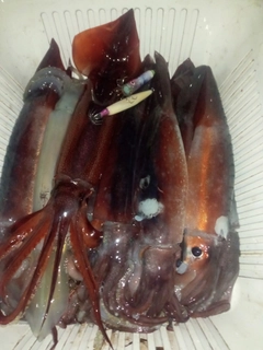 スルメイカの釣果