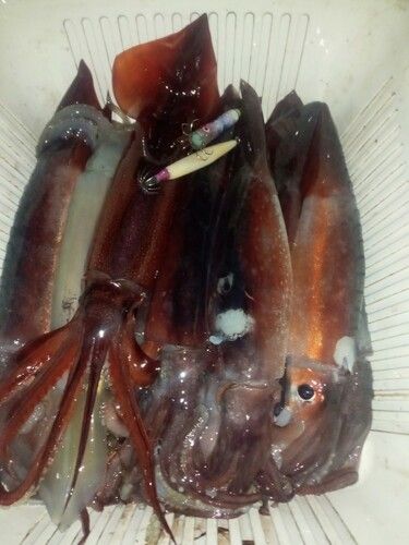 三陸海岸（岩手）