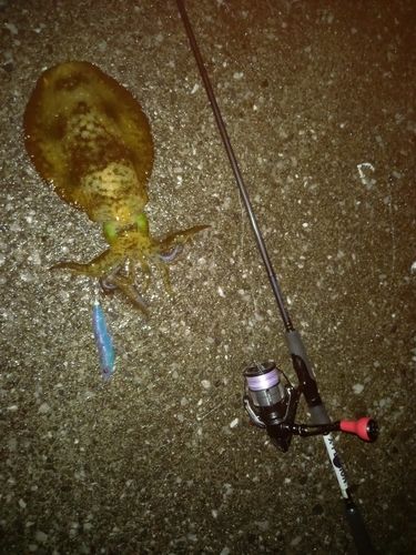 アオリイカの釣果