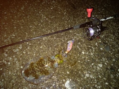 アオリイカの釣果