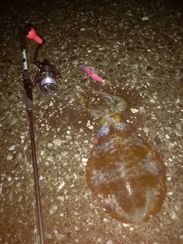 アオリイカの釣果