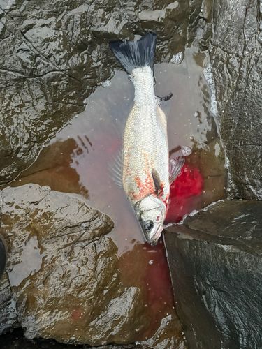 ヒラスズキの釣果