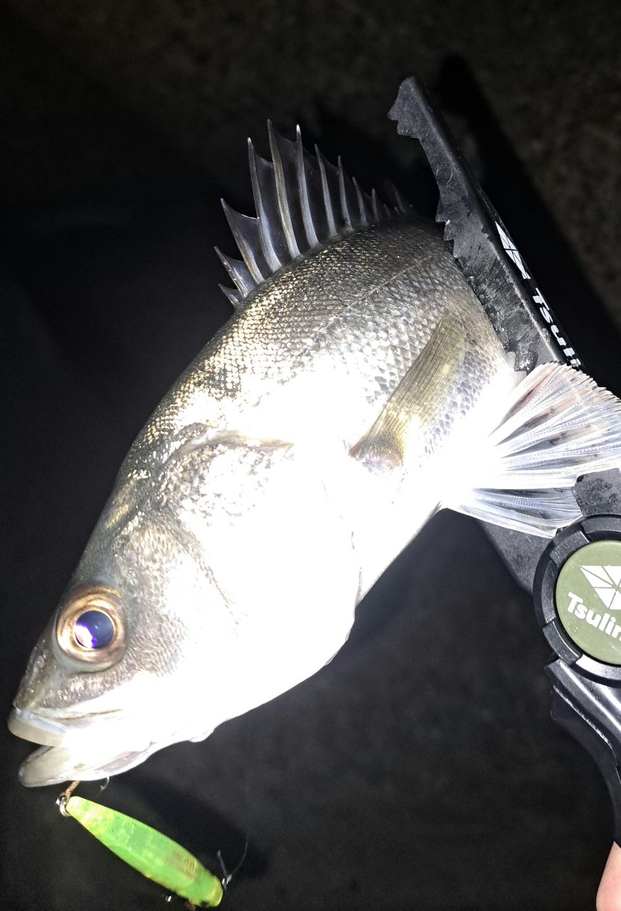 セイゴ（マルスズキ）