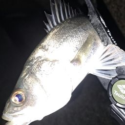 セイゴ（マルスズキ）