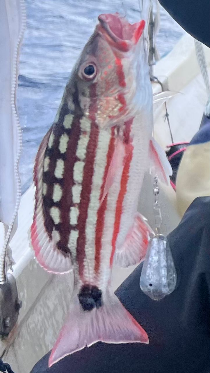 モンガラカワハギ