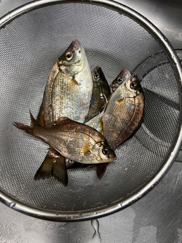 磯子海づり施設