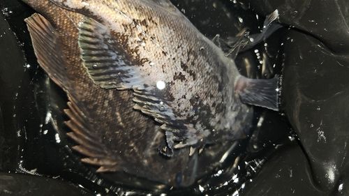 クロソイの釣果