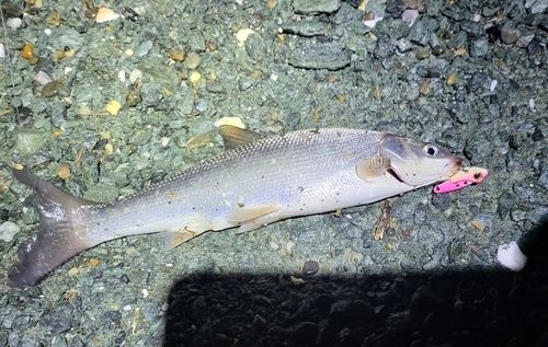 セイゴ（マルスズキ）の釣果