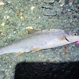 セイゴ（マルスズキ）