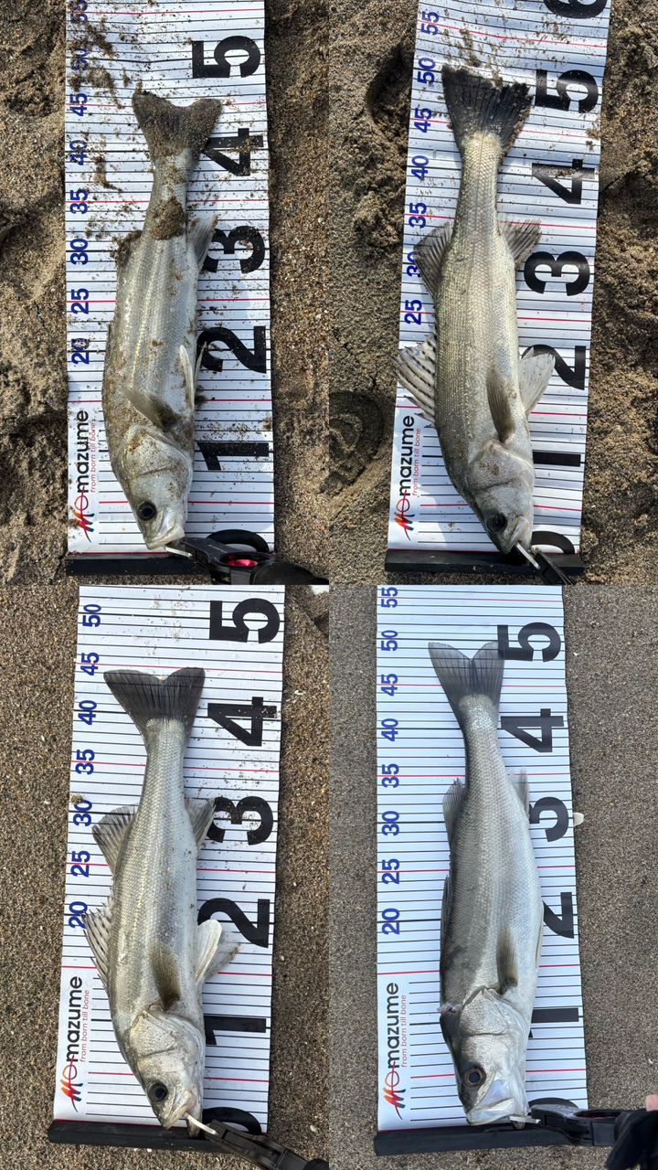 TENRYU パワーマスター サンドウォーカー PMS9102S-MLの最安値