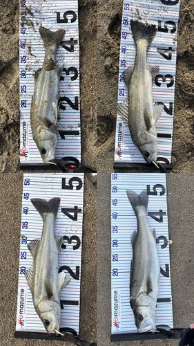 フッコ（マルスズキ）の釣果