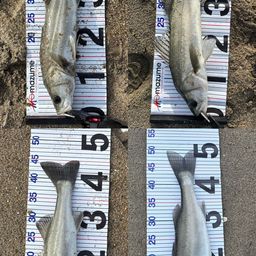 フッコ（マルスズキ）