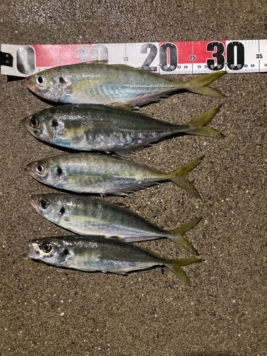 マアジの釣果