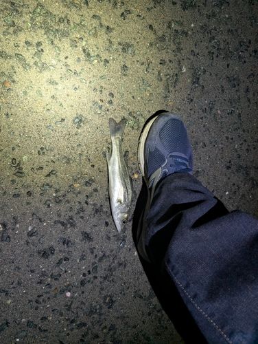 セイゴ（マルスズキ）の釣果