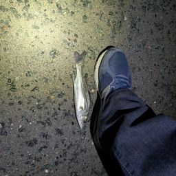 セイゴ（マルスズキ）