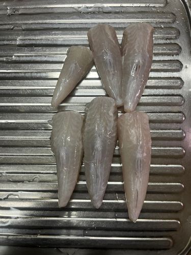 ショウサイフグの釣果