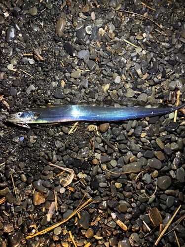 タチウオの釣果