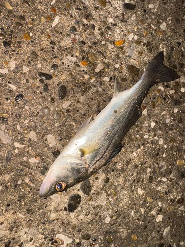 千葉港中央埠頭