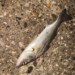 セイゴ（マルスズキ）