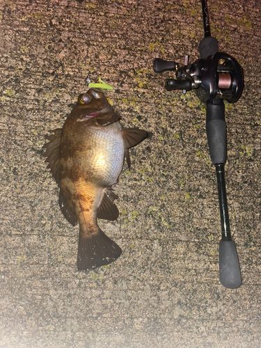 シロメバルの釣果