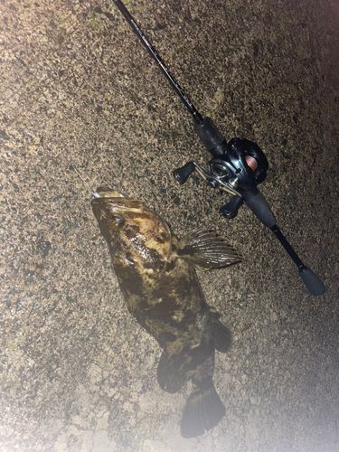 ベッコウゾイの釣果