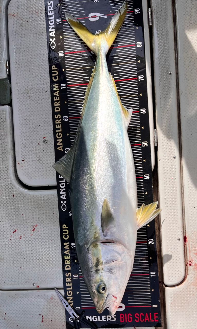 遊漁船 足立丸さんの釣果 2枚目の画像