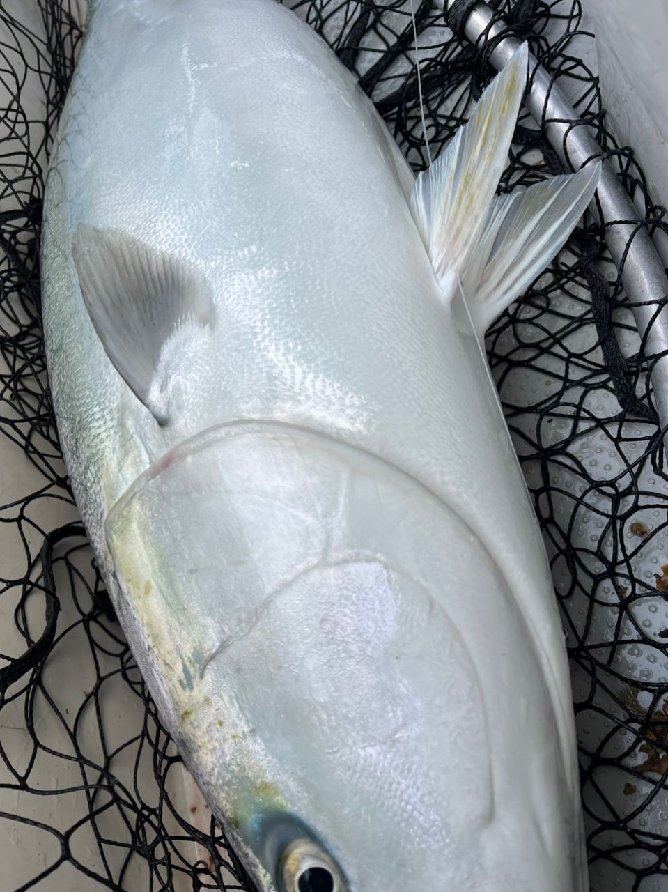 遊漁船 足立丸さんの釣果 3枚目の画像